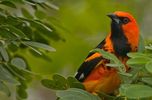 Ghosu Bird Sanctuary