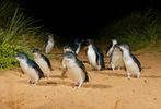 Penguin Parade At Phillip Island