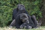 Ol Pejeta Conservancy