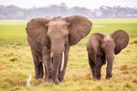 Amboseli National Park