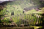 Cretan Olive Oil Farm