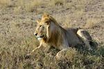 Amboseli National Park, Kenya