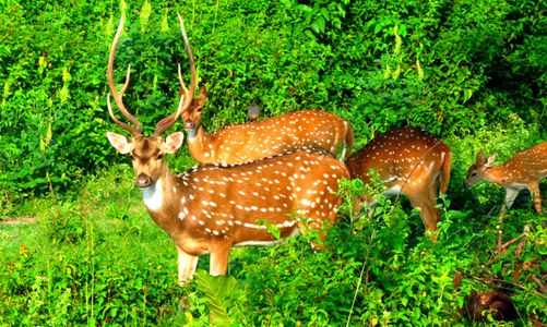 Explore Day Trip To Bandipur National Park