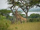 Murchison Falls National Park, Uganda