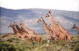 Central Kalahari Game Reserve, Botswana