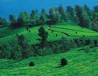 Mysore, Coorg, Ooty - Budget