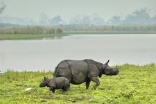 Durjaya And One Horned Rhino - III