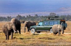 Deluxe Kenyan Safari