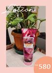 Victoria's Secret Bloom Box Lotion